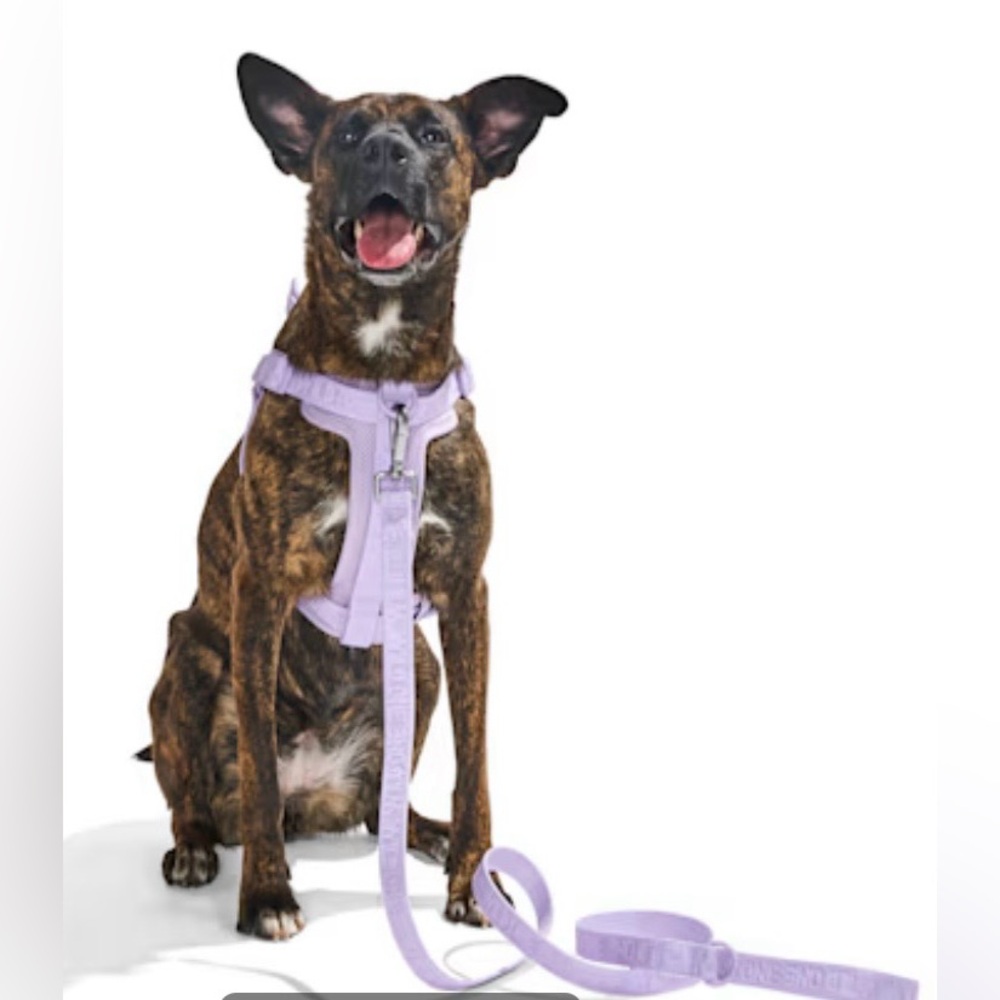 Wild One Dog Harness, Nylon Dog Leash, & Poop Bags - Picture 3 of 15